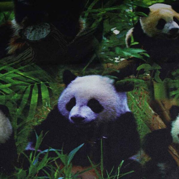 Terlenka stof panda digitaal bedrukt